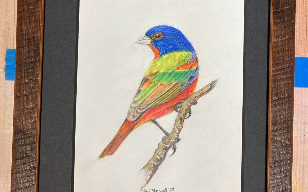 Painted Bunting Drawing